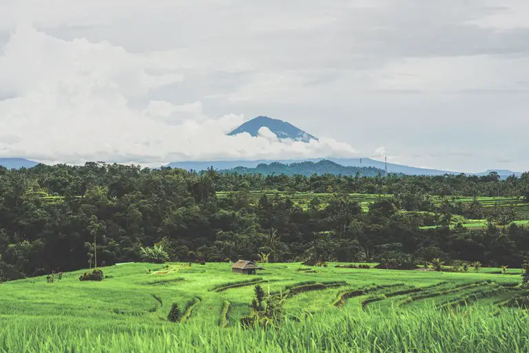 Views of rice terraces with the Batukaru volcano in the background