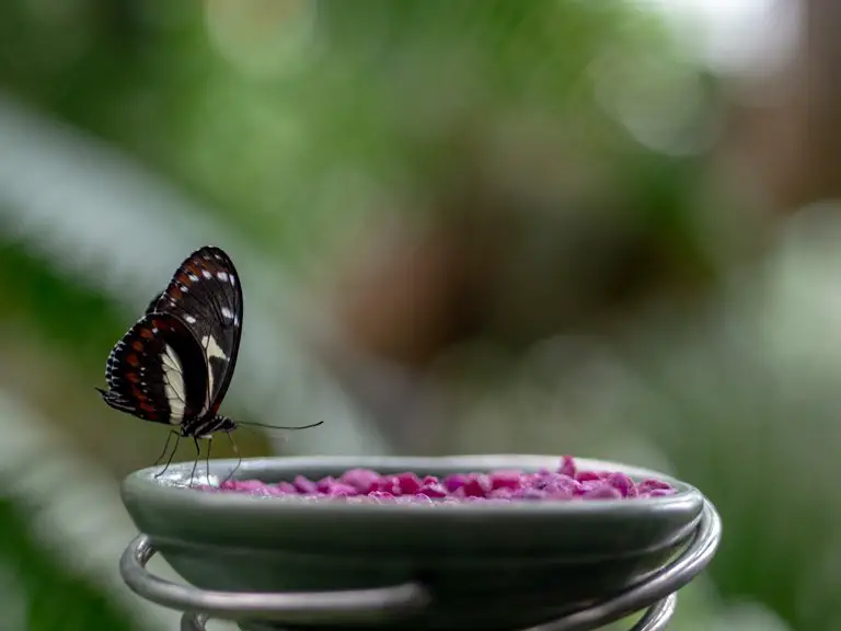Butterfly in Butterfly Park, Bali
