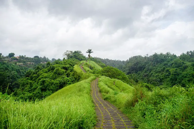 Road among vegetation in Campuhan, Ubud