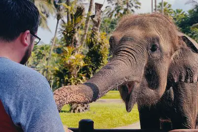 A man is feeding an elephant in the Mason Elephant Park, Taro, Bali