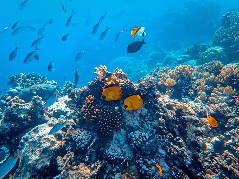 Several fishes around a coral reef in Bali